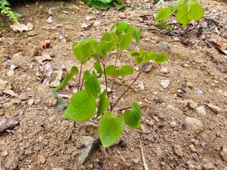 박주흥님의 기타작물 · 영농일지 작성글 사진