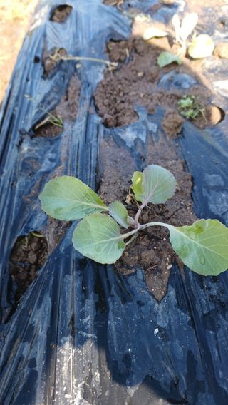 산골촌부님의 고추 · 영농일지 작성글 사진