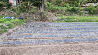 학산형님님의 고구마 · 영농일지 작성글 사진