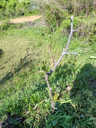 형남영님의 기타작물 · 영농일지 작성글 사진