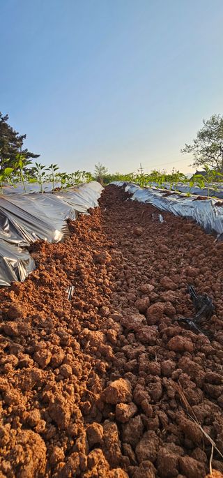 설장구님의 기타작물 · 영농일지 작성글 사진