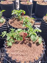 팜모닝 감자·영농일지 게시글 이미지