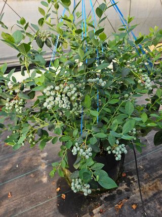 제주 지안이네농장님의 기타작물 · 영농일지 작성글 사진