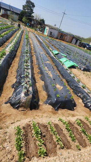 장재성님의 파 · 영농일지 작성글 사진