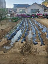 팜모닝 토마토·영농일지 게시글 이미지