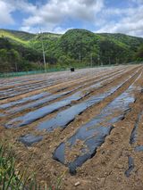 팜모닝 참깨·영농일지 게시글 이미지