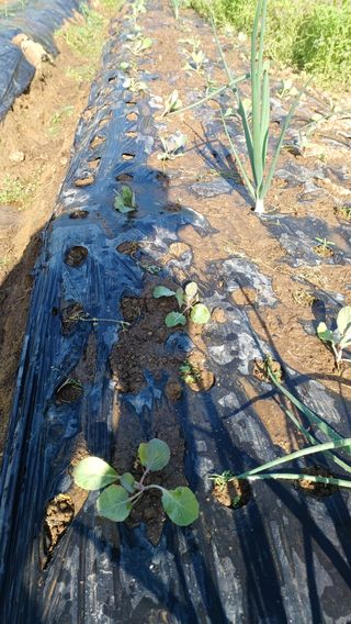 산골촌부님의 고추 · 영농일지 작성글 사진