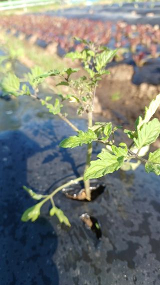 산골촌부님의 고추 · 영농일지 작성글 사진