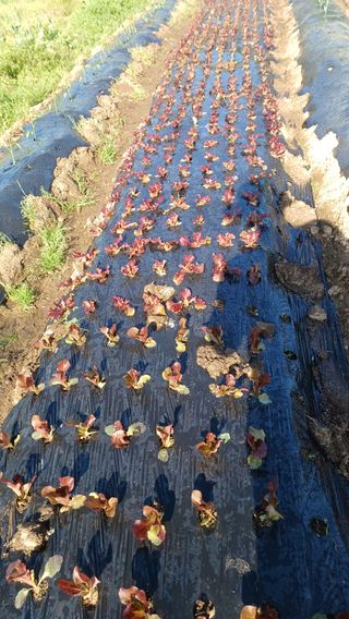 산골촌부님의 고추 · 영농일지 작성글 사진