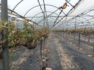 이영학 님의 포도 · 영농일지 작성글 사진