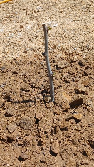 박준권님의 기타작물 · 영농일지 작성글 사진