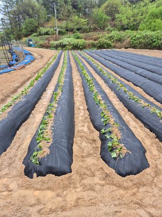꽃사랑님의 고구마 · 영농일지 작성글 사진