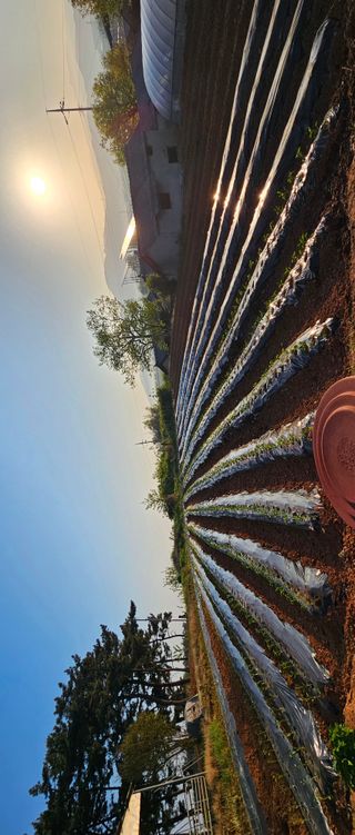 설장구님의 기타작물 · 영농일지 작성글 사진