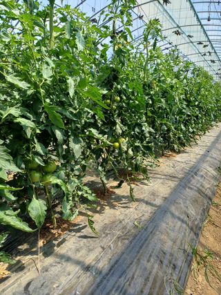 전원수님의 기타작물 · 영농일지 작성글 사진