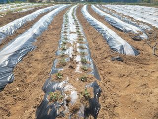 황금알대박농원!님의 기타작물 · 영농일지 작성글 사진
