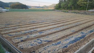 귀촌의꿈님의 파 · 영농일지 작성글 사진