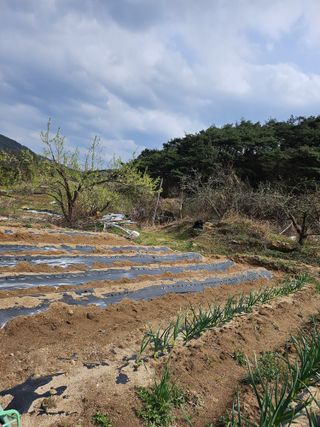 조안순님의 고추 · 영농일지 작성글 사진