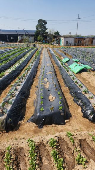 장재성님의 파 · 영농일지 작성글 사진