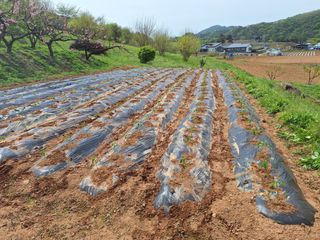 정희군님의 고추 · 영농일지 작성글 사진