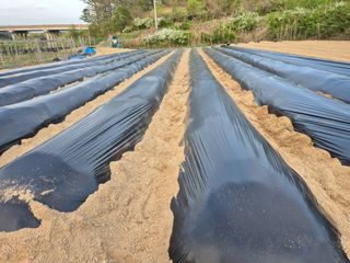 꽃사랑님의 고구마 · 영농일지 작성글 사진