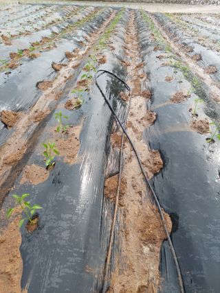 재연농장님의 기타작물 · 영농일지 작성글 사진