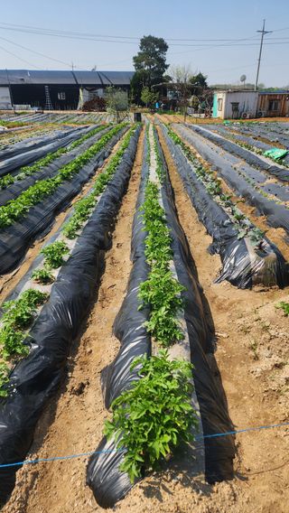 장재성님의 파 · 영농일지 작성글 사진