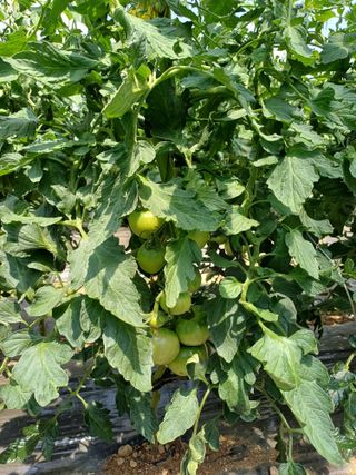 전원수님의 기타작물 · 영농일지 작성글 사진