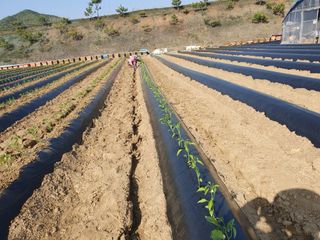 김정태님의 고추 · 영농일지 작성글 사진