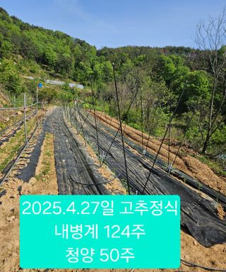 멧돼지님의 고추 · 영농일지 작성글 사진