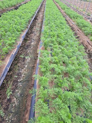 박정규님의 기타작물 · 영농일지 작성글 사진