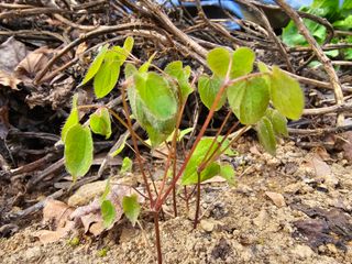 박주흥님의 기타작물 · 영농일지 작성글 사진