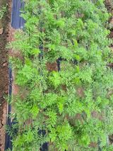 팜모닝 기타작물·영농일지 게시글 이미지