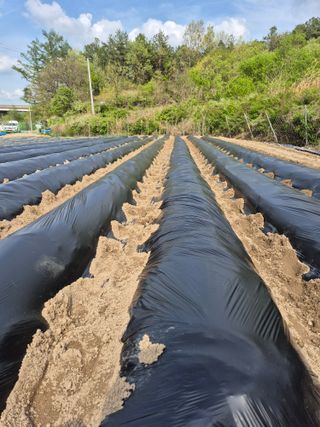 꽃사랑님의 고구마 · 영농일지 작성글 사진