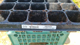 김지철님의 오이 · 자유게시판 작성글 사진