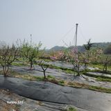 팜모닝 기타작물·영농일지 게시글 이미지