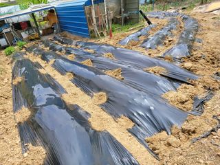 네오비노님의 기타작물 · 영농일지 작성글 사진