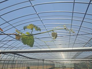 미스농부님의 포도 · 영농일지 작성글 사진