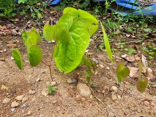 박주흥님의 기타작물 · 영농일지 작성글 사진