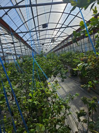 제주 지안이네농장님의 기타작물 · 영농일지 작성글 사진