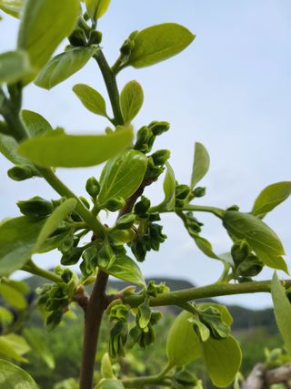 손수열님의 기타작물 · 영농일지 작성글 사진