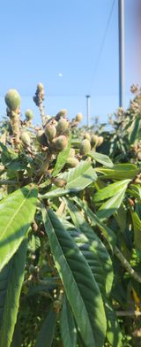 팜모닝 기타작물·영농일지 게시글 이미지