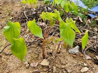박주흥님의 기타작물 · 영농일지 작성글 사진