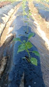 팜모닝 고추·영농일지 게시글 이미지