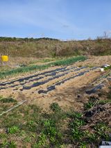 팜모닝 고추·영농일지 게시글 이미지