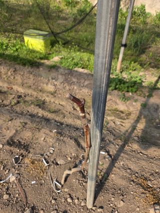 참깨17081님의 포도 · 영농일지 작성글 사진