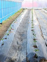 팜모닝 기타작물·영농일지 게시글 이미지