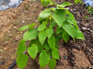 박주흥님의 기타작물 · 영농일지 작성글 사진