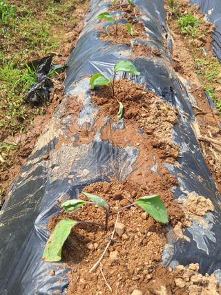 정희군님의 고추 · 영농일지 작성글 사진