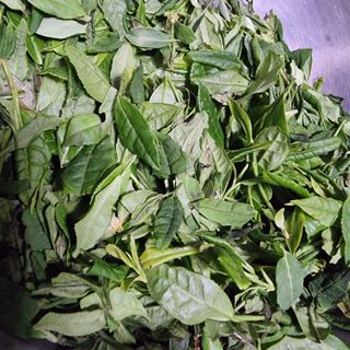 식물실험도전님의 기타작물 · 영농일지 작성글 사진