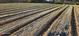 귀촌의꿈님의 파 · 영농일지 작성글 사진